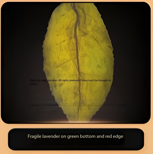 Weicha Reserve Grade Anxi Tieguanyin