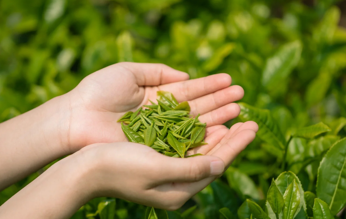 Chinese tea